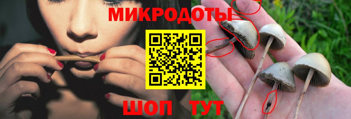 Салехард  Псилоцибиновые грибы прущие грибы  Вход с VPN 